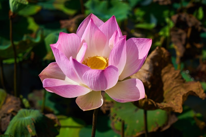 Tropical Plants and Flowers